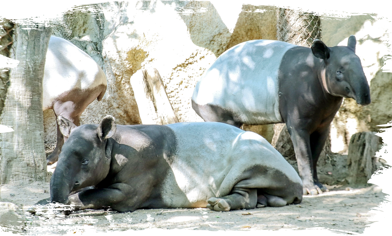 Safariworld Rareanimals Malayan Tapir