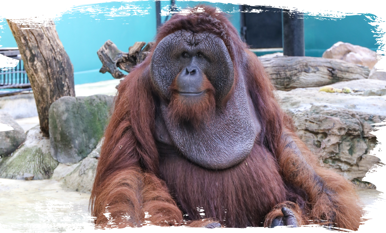 Safariworld Rareanimals Orangutan