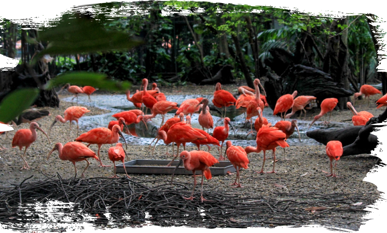 Safariworld Rareanimals Scarlet Ibis