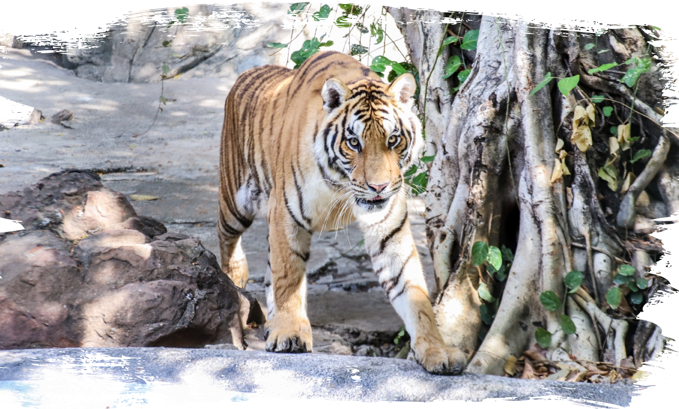 Safariworld Rareanimals Siberian Tiger