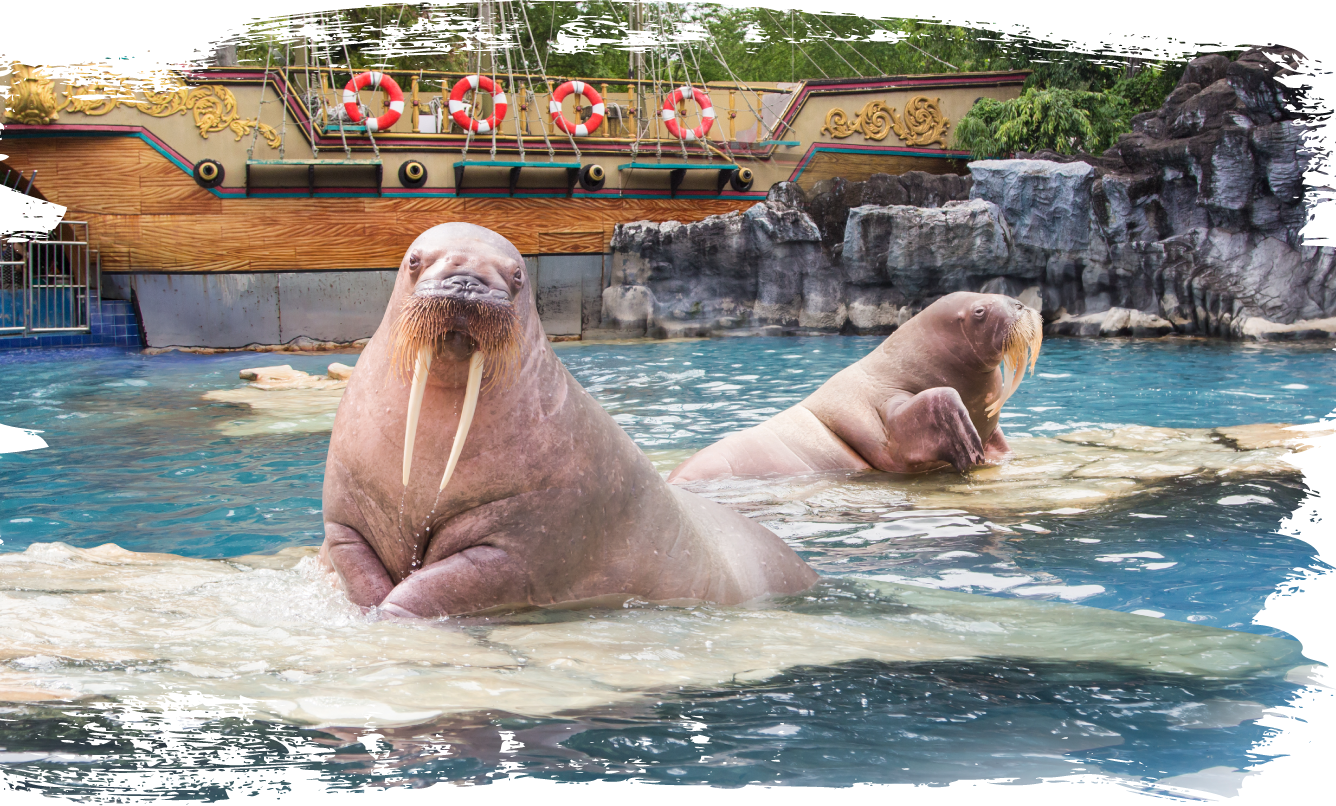 Safariworld Rareanimals Walrus