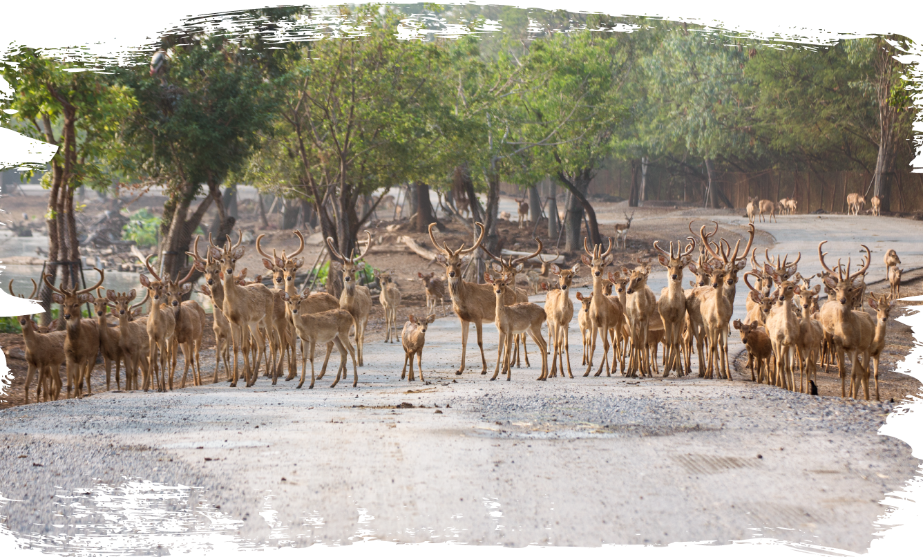 Safariworld Safaripark